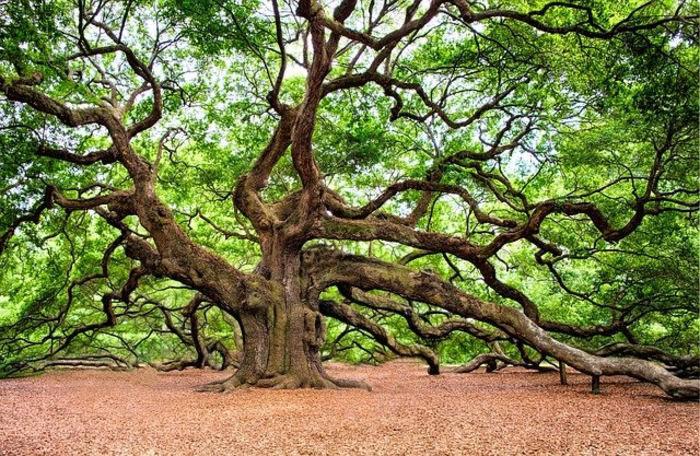 Genetically Rescued Organism: Toward A Solution For Sudden Oak Death