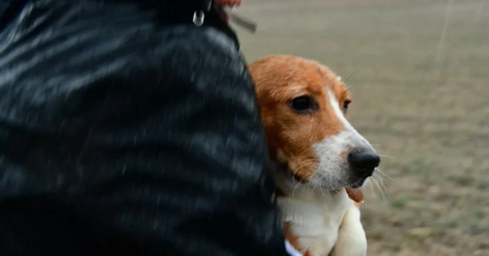 Ridglan Farms to transfer nearly 1,000 beagles to rescue group | Top Stories Ridglan Farms to transfer nearly 1,000 beagles to rescue group | Top Stories