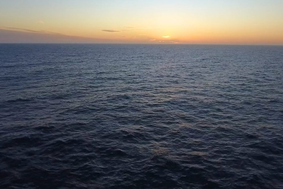 Giant squid detected in deep-sea canyon off coast of Australia Giant squid detected in deep-sea canyon off coast of Australia