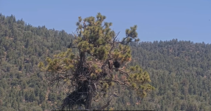 Big Bear eaglet falls from tree on livestream; Activist organization remaining “positive” she’s OK