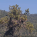 Big Bear eaglet falls from tree on livestream; Activist organization remaining “positive” she’s OK