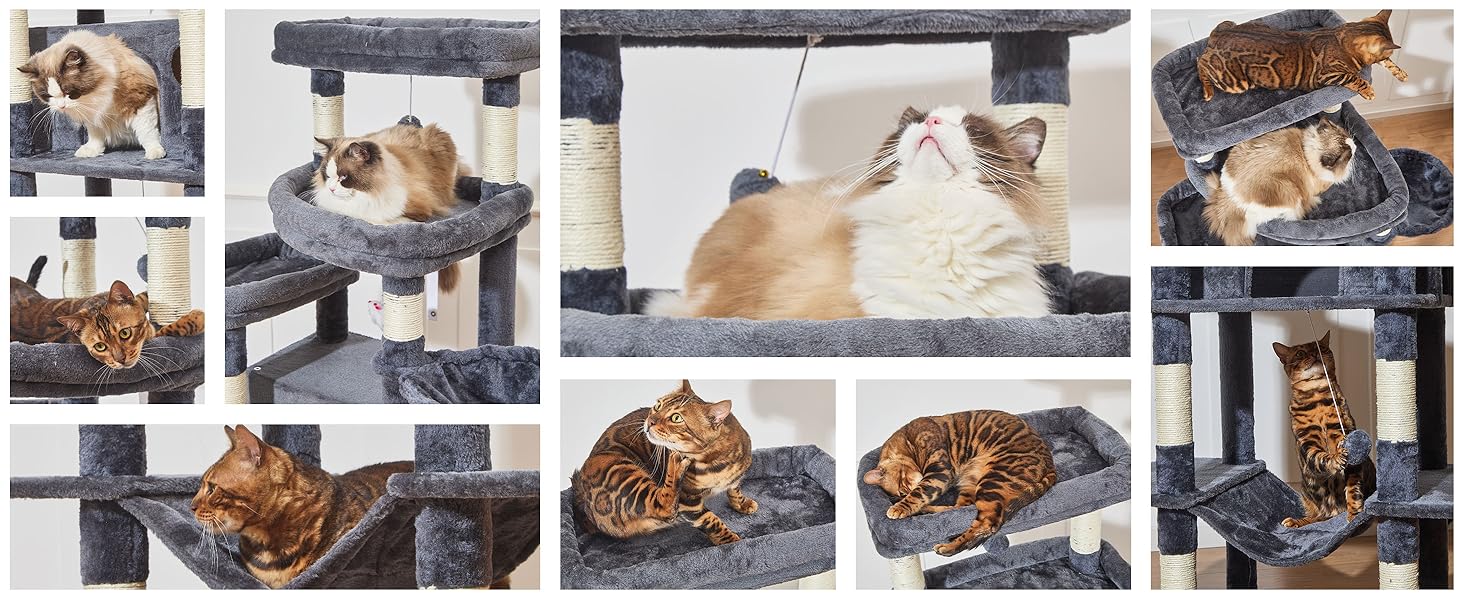 Cats Approved!