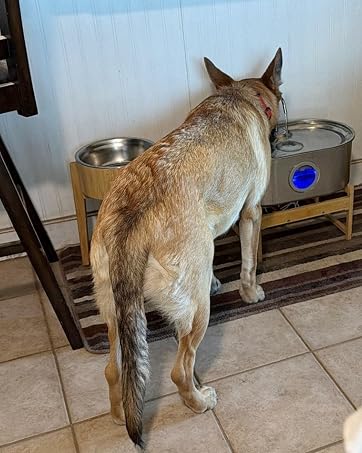 1783479874 995 34Gal Dog Water Fountain for Large Dogs 13L Stainless Steel ‘pet’