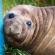 Australian officials ask fans to respect the privacy of Neil, a 1-ton seal who respects nothing Australian officials ask fans to respect the privacy of Neil, a 1-ton seal who respects nothing
