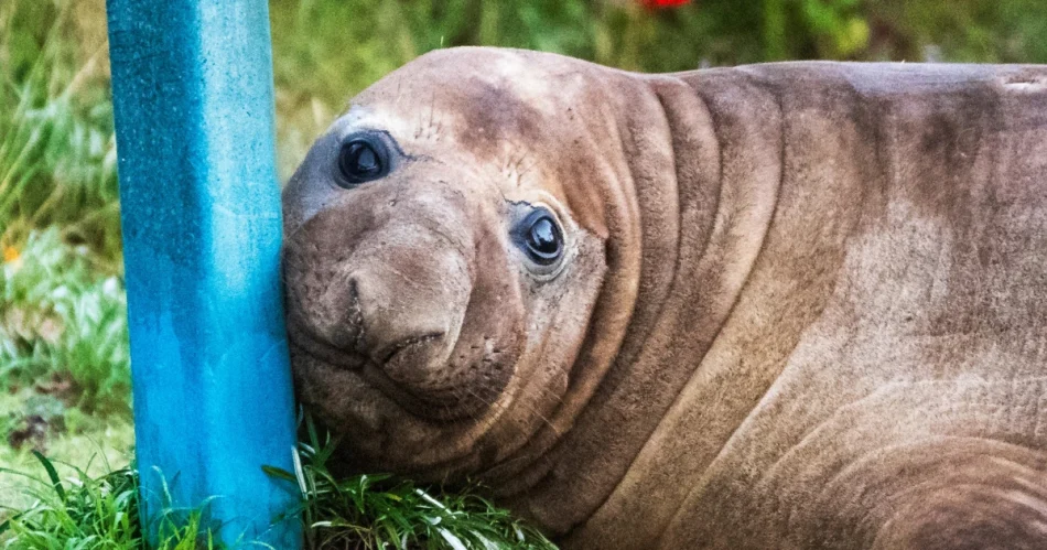 Australian officials ask fans to respect the privacy of Neil, a 1-ton seal who respects nothing Australian officials ask fans to respect the privacy of Neil, a 1-ton seal who respects nothing